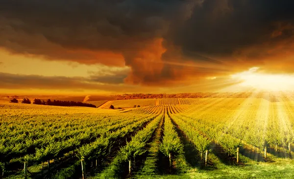 Amazing Vineyard Sunset