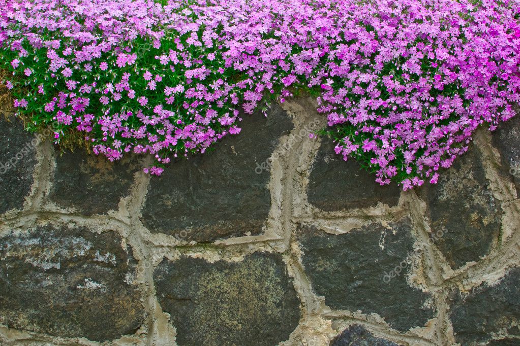 jardim pedras e flores:Flores sobre os muros do jardim de pedra áspera — Foto Stock jardim pedras e flores:Flores sobre os muros do jardim de pedra áspera — Foto Stock
