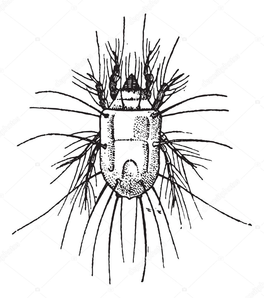 widows mite coloring pages - photo #30