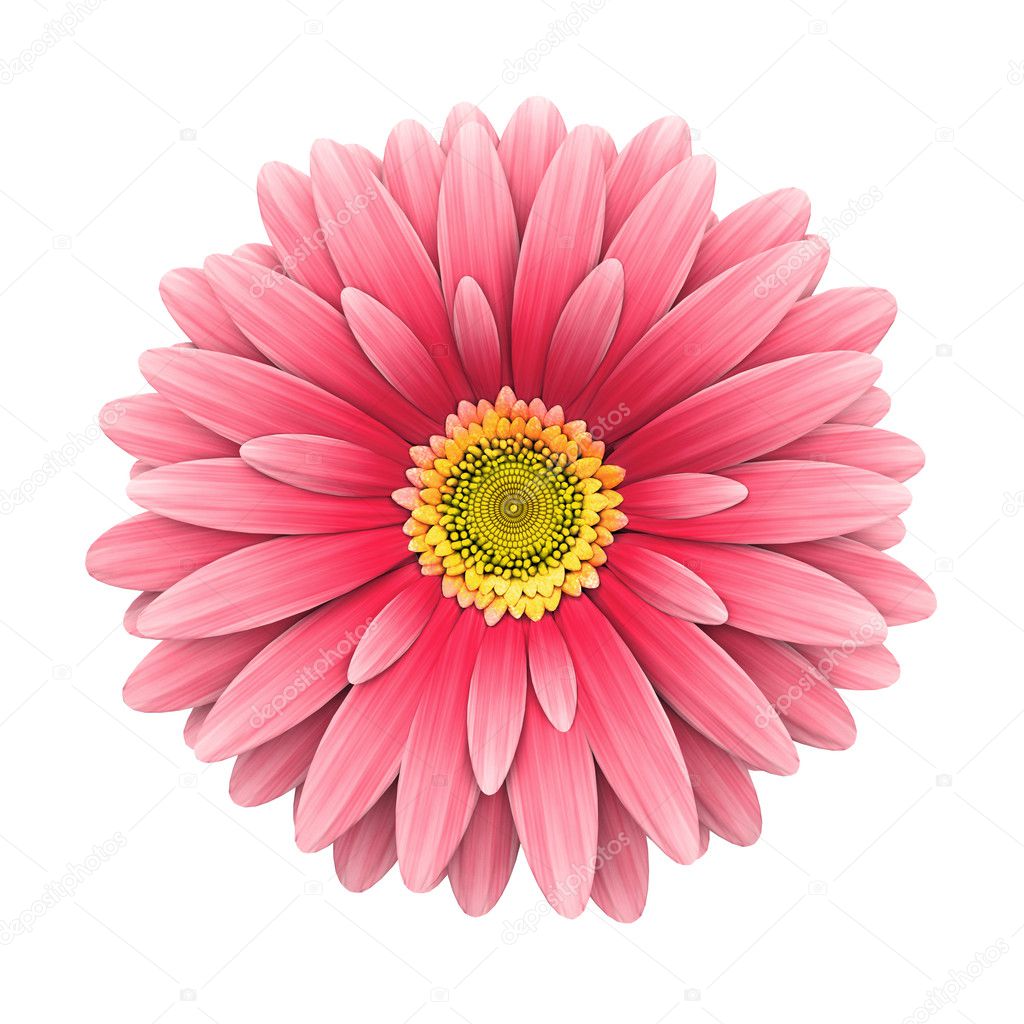 Flor Margarida Rosa Isolado No Branco 3d Render — Fotografias De Stock © Frantysek 11898925 0285