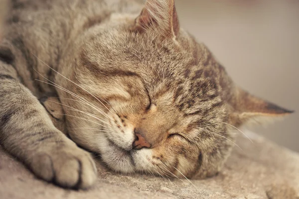 Gray tabby cat sleeping
