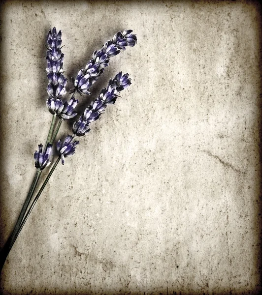 Lavender flowers isolated on gray grunge background