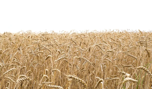 Wheat field and white background