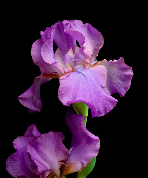 Blooming iris on black background close up