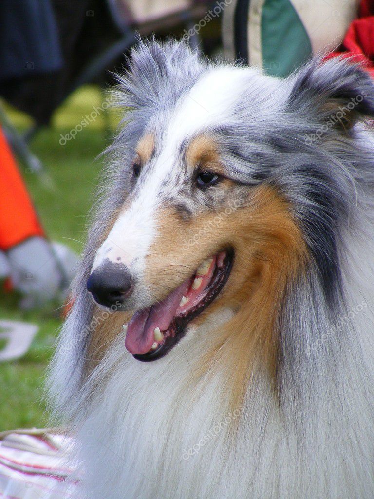 Gray collie — Stock Photo © virgonira #11560699