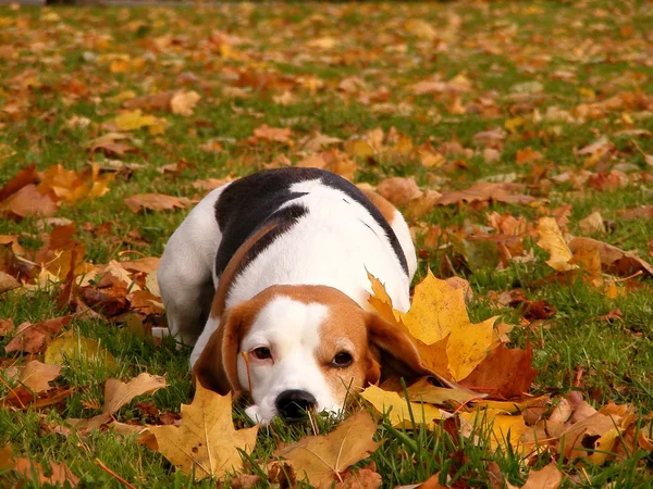 Beagle resting on the ground in autumn