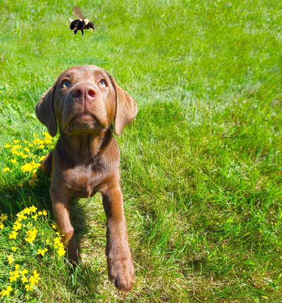 Lab puppy watching a bee passing, wide angle.