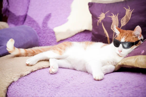 Funny ginger cat wearing sunglasses and relaxing on a coach