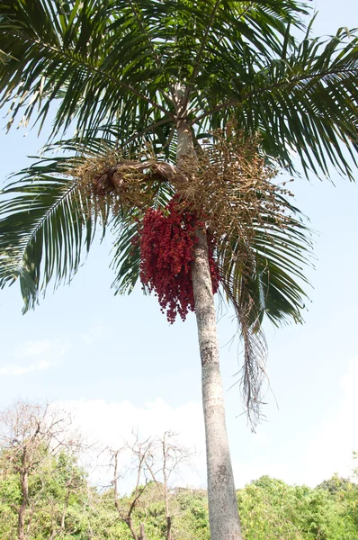 Sealing-wax palm - Cyrtostachys renda Blume
