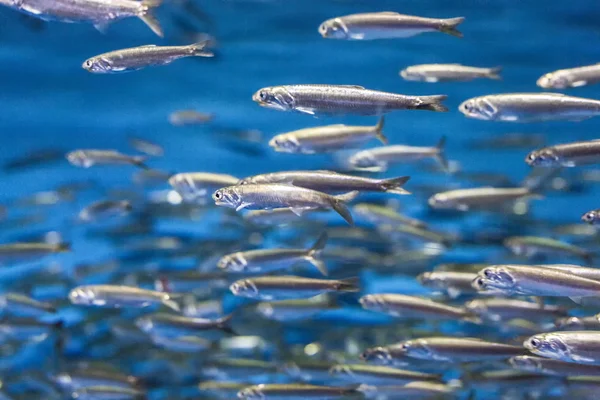 Swarm of silver fishes in the blue sea