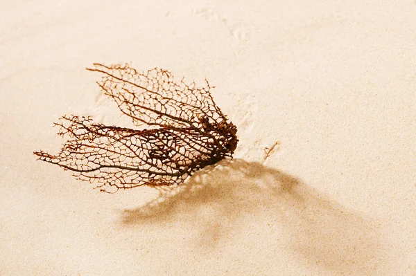 Dried coral reef sea fan on sand.