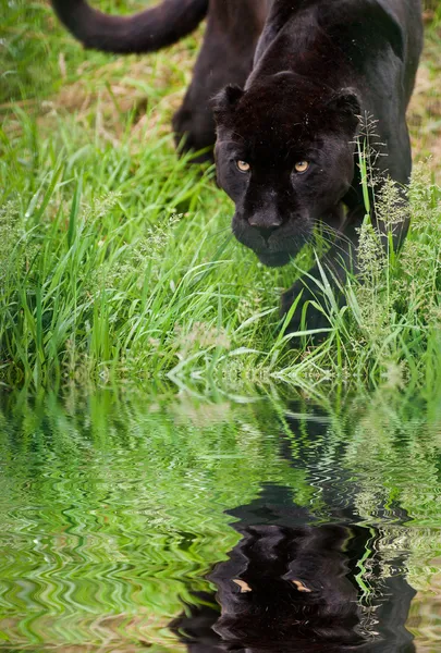 Black jaguar Panthera Onca prowling through long grass reflected