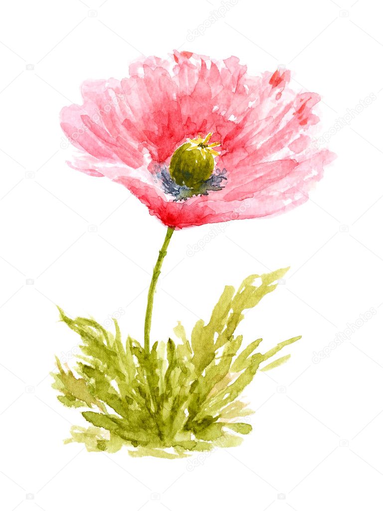 Mohn Blumen Aquarell Hand Gezeichnet Und Gemalt Stockfoto Geshaft