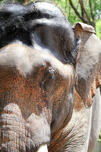 Asian elephant face closeup with spots