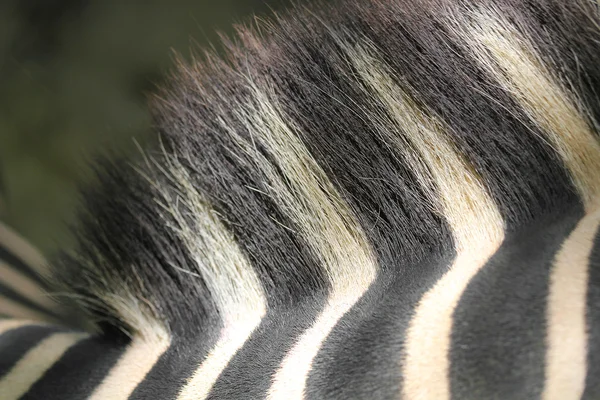 Zebra hair and back closeup shot