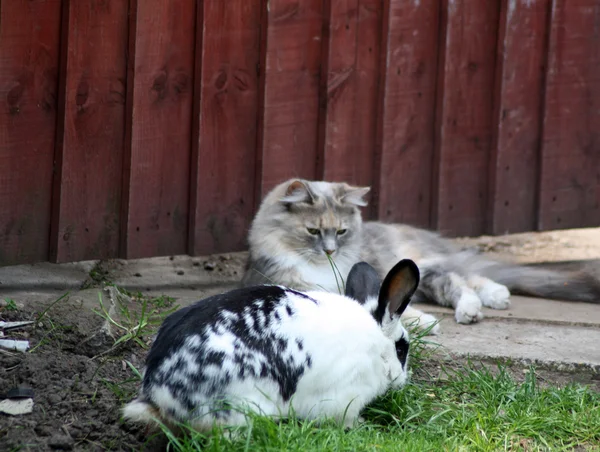 Rabbit and cat