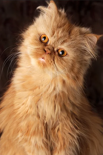 Surprised Persian cat