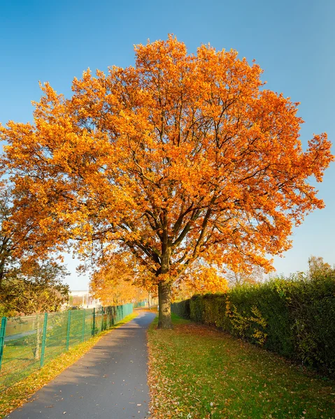 Red autumn oak tree
