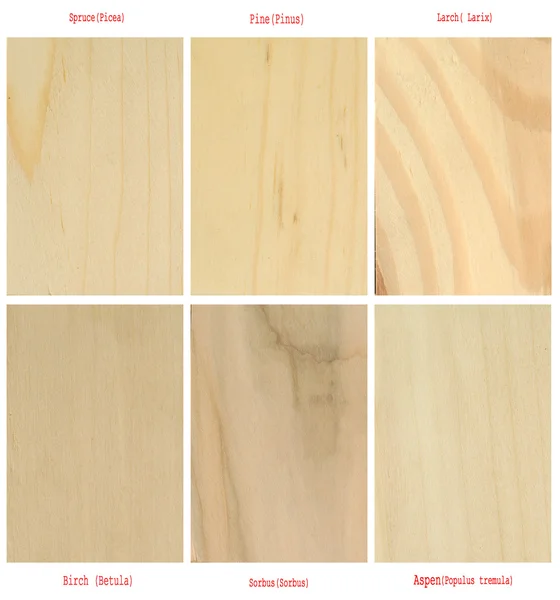 Wood plates patterns(with international latin names)