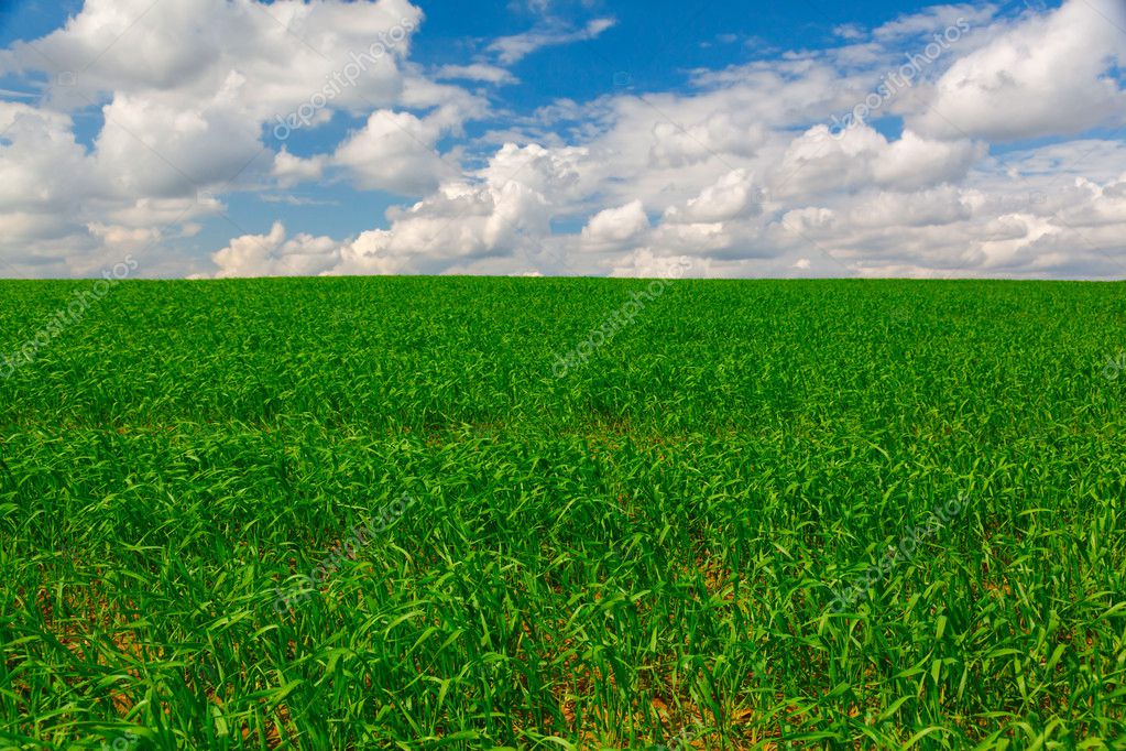 Grass Crops