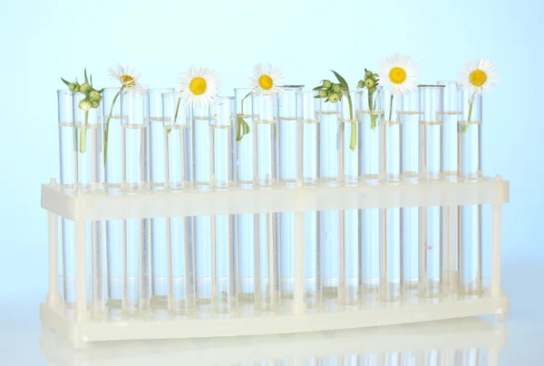 Test-tubes with a transparent solution and the plant on blue background close-up