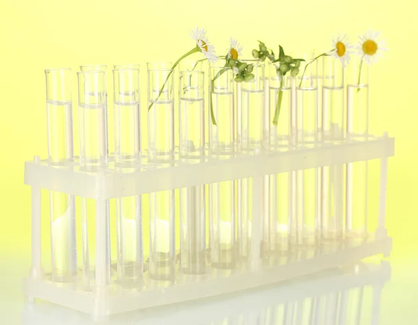 Test-tubes with a transparent solution and the plant on yellow background close-up
