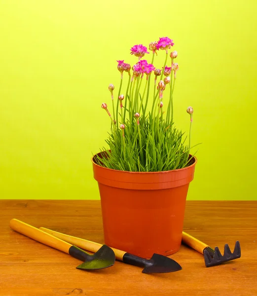 Pink flowers in pot with instruments on wooden table on green background