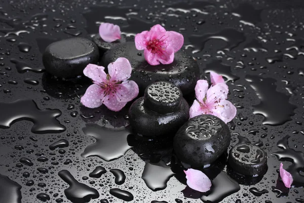 Spa stones with drops and pink sakura flowers on grey background