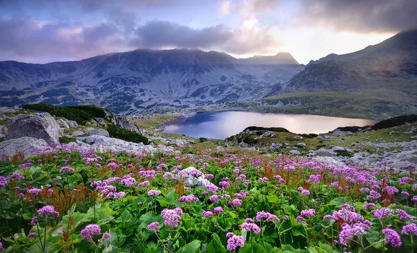 Lake on mountain and flowers