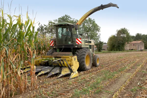 Combine harvester in a corn field