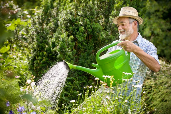 Watering the flowers in the garden