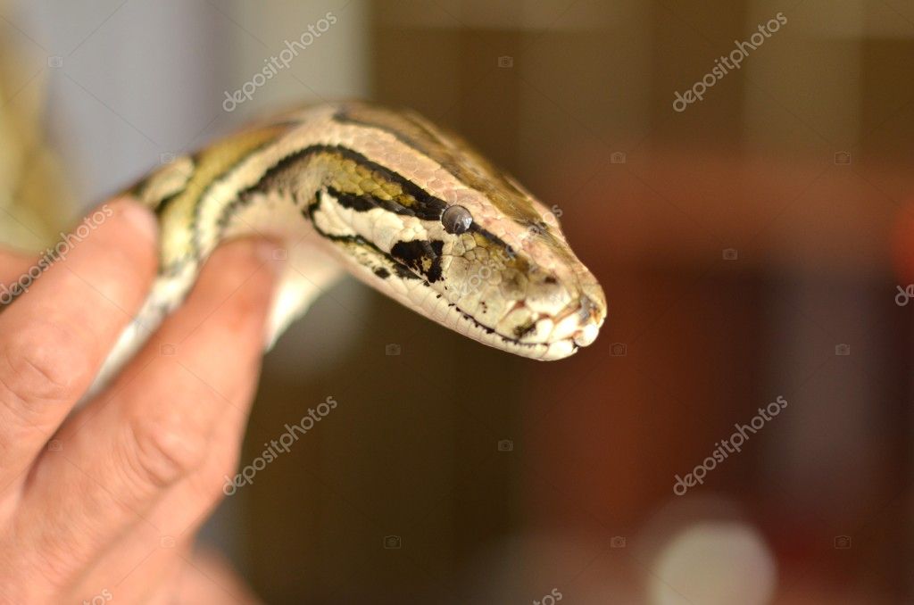 Holding Python