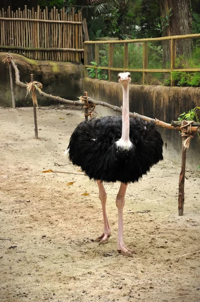 Beautiful Ostrich