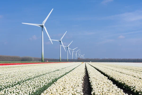 Dutch wind turbines behind a field of white tulips