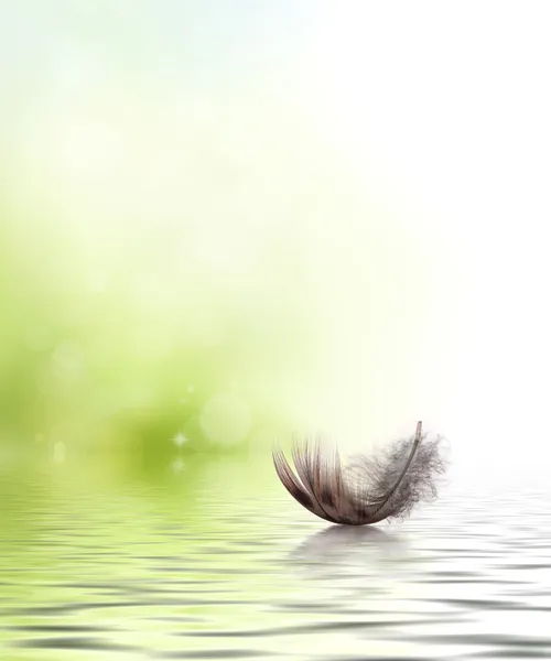 Feather drifting on water