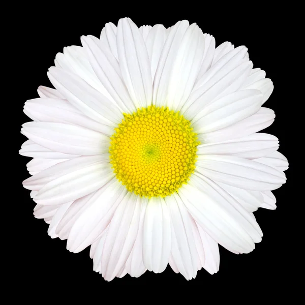 White Daisy Flower Isolated on Black Background