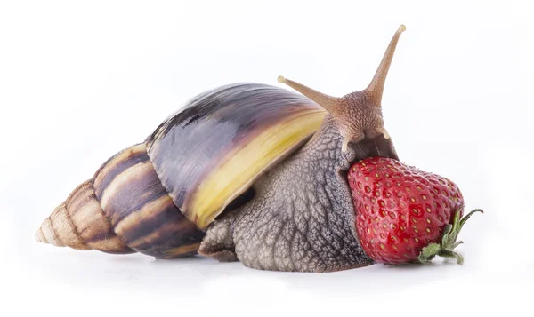 Land snail eating strawberries
