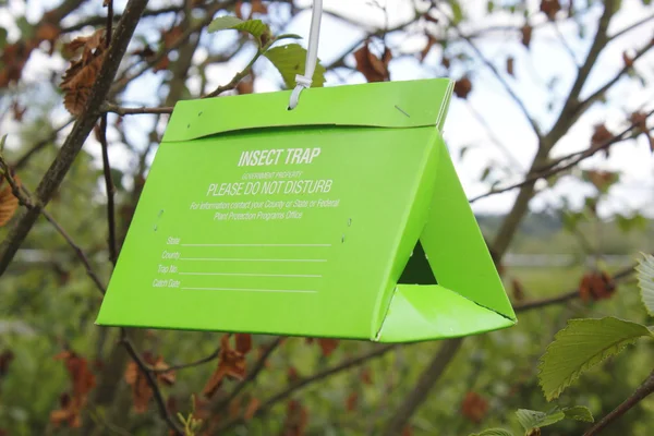 Insect Tree Trap