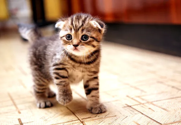 Curious striped scottish fold kitten going to play