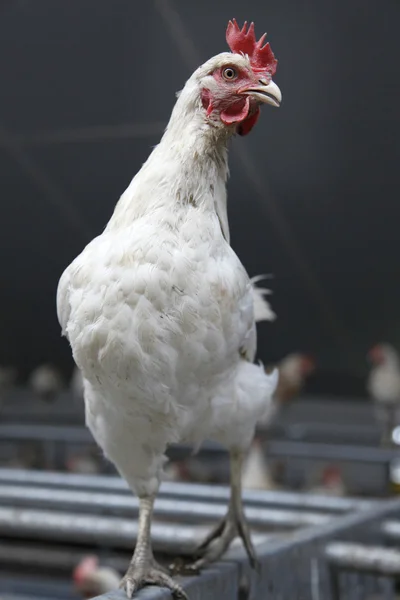 Chicken proudly parading in chicken barn