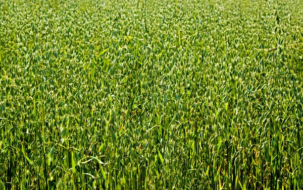 The green oat field
