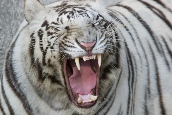 Roaring White Tiger