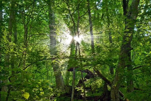 Sunrays pushing through a green forest
