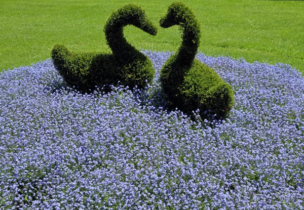 Flowerbed with two green shaped swans