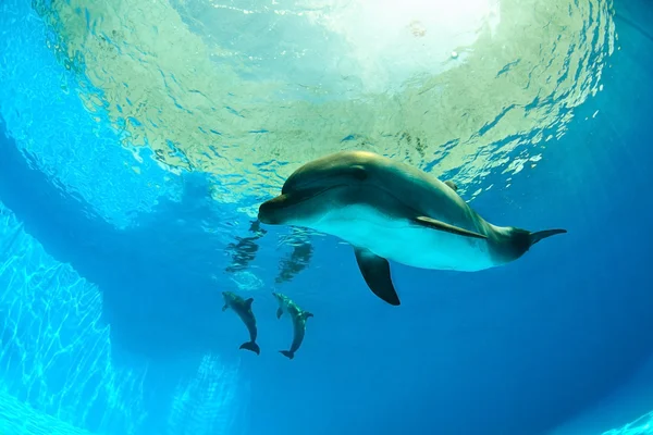 Dolphins under water