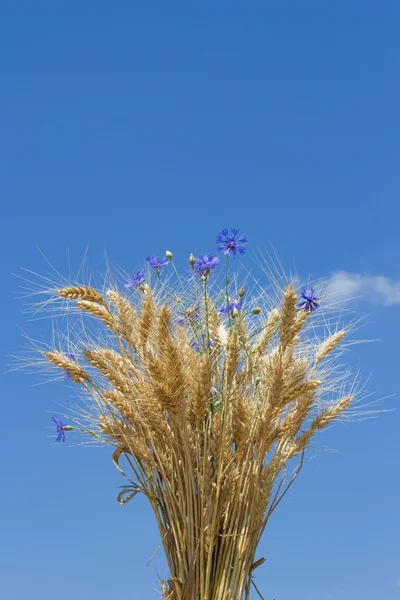 밀과 밀의 블루 skya 부케에 대 한 cornflowers 및 cornflowers 푸른 하늘에 대 한 부케  
