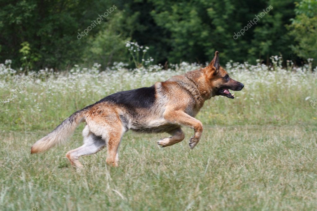 Running German Shepherd — Stock Photo © lenyvavsha 11467692