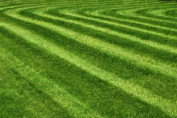 Mowed grass