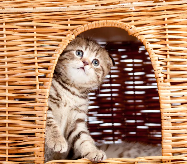 Funny little Scottish fold kitten sitting inside wicker cat hous