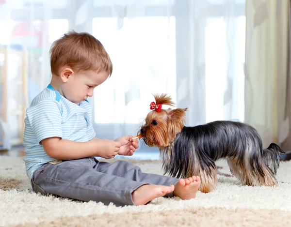 Cute kid feeding pet dog york